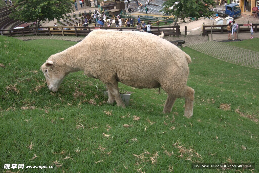 草地上吃草的绵羊