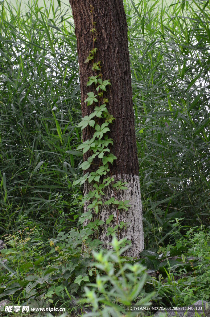 爬墙虎  