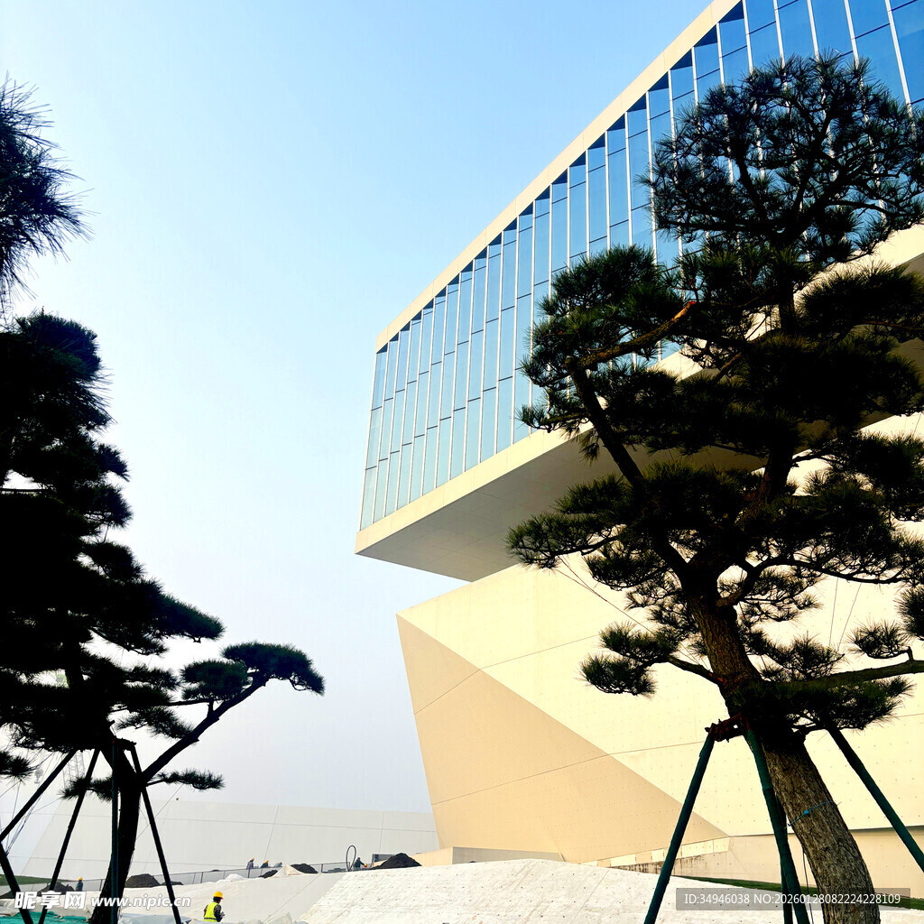现代建筑旁的造型松树