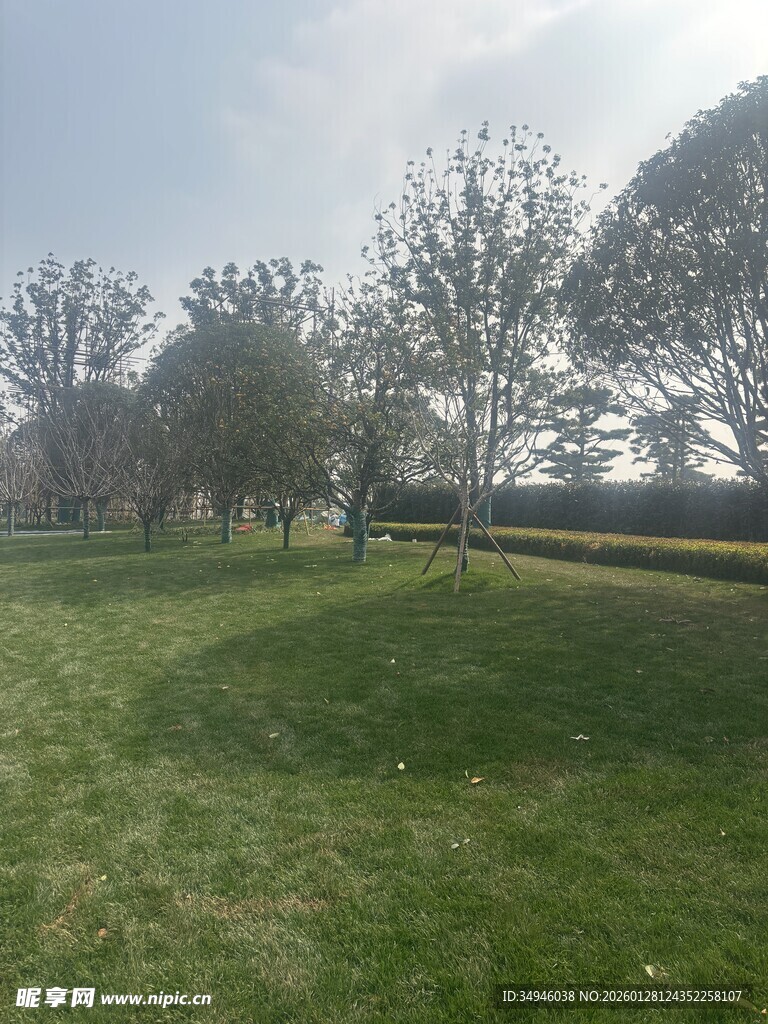 春日开阔草地与树木景观