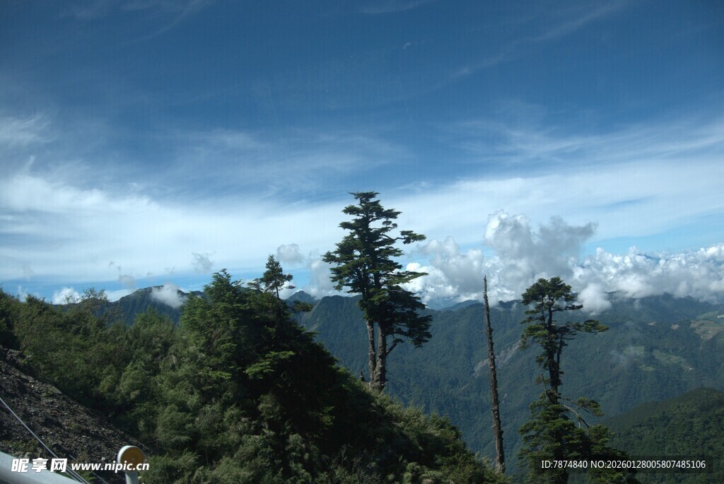高山松林与蓝天白云美景