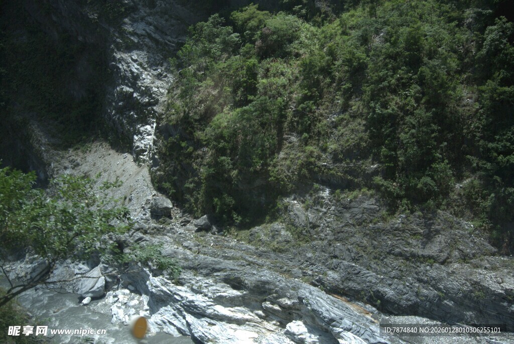 山间溪流旁的繁茂植被