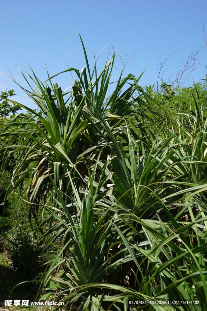 茂盛的龙舌兰植物景观