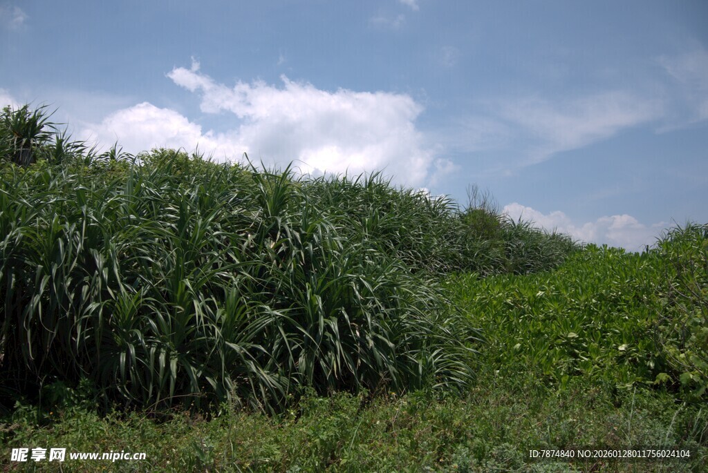 田野中的茂盛绿植景观