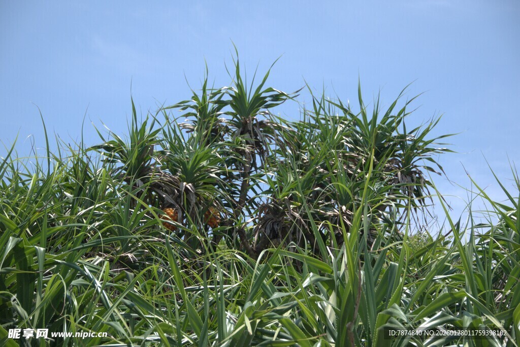 野外丛生的带刺植物