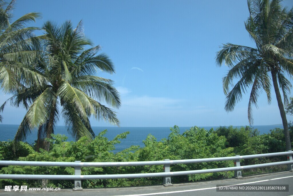 海边公路旁的高大椰子树