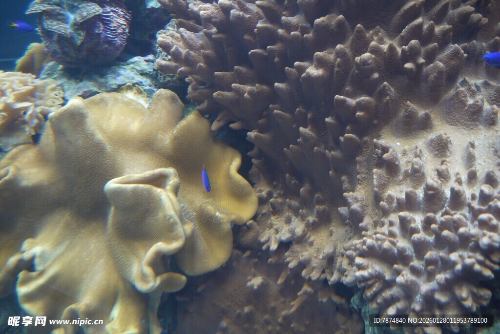 海底美丽珊瑚