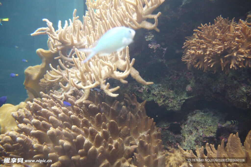 海底珊瑚旁的白色小鱼