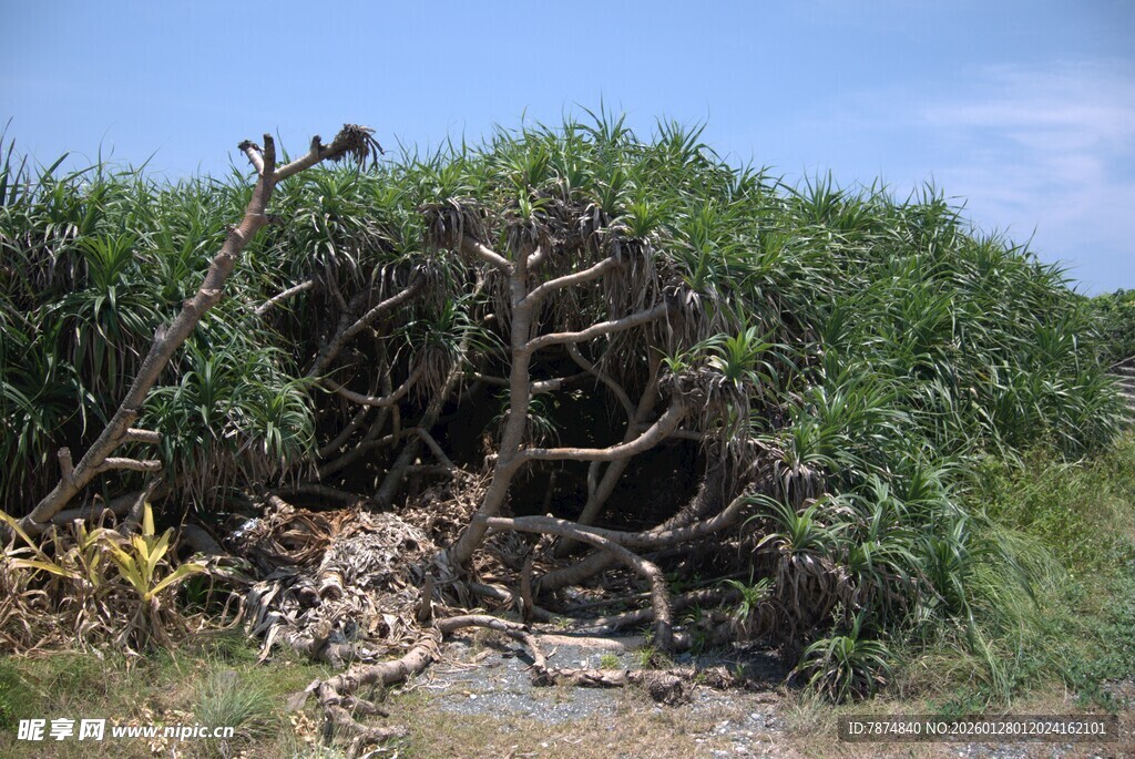 野外杂乱丛生的植被景象