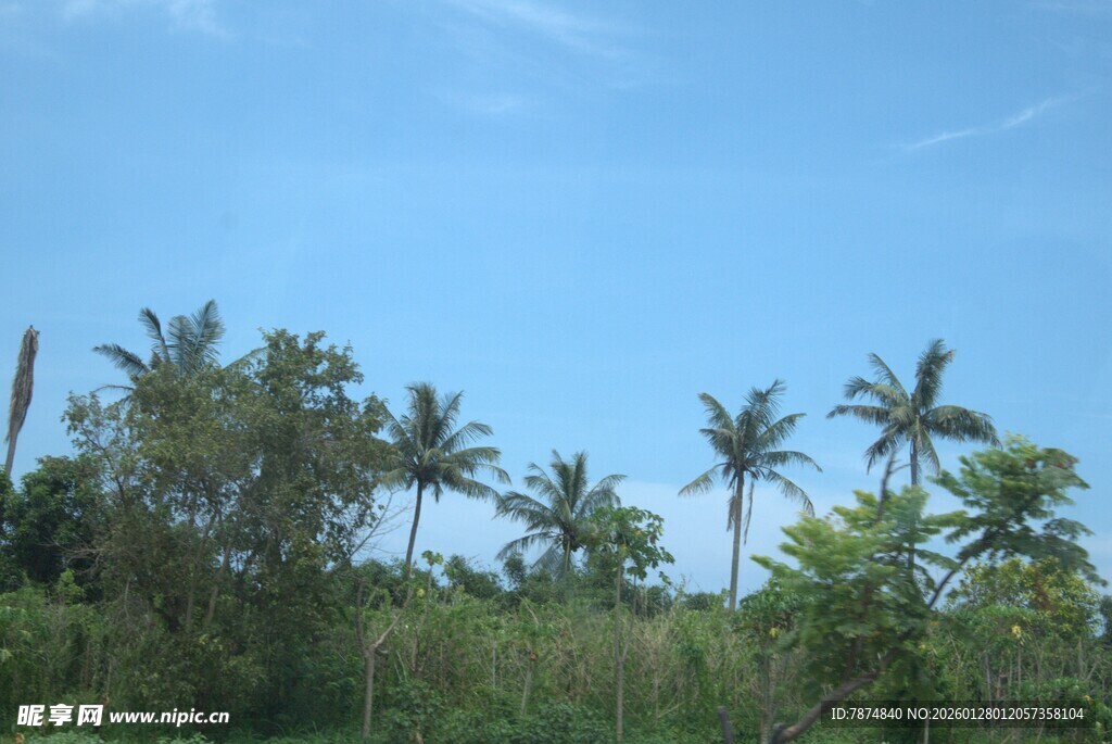 蓝天椰林风景