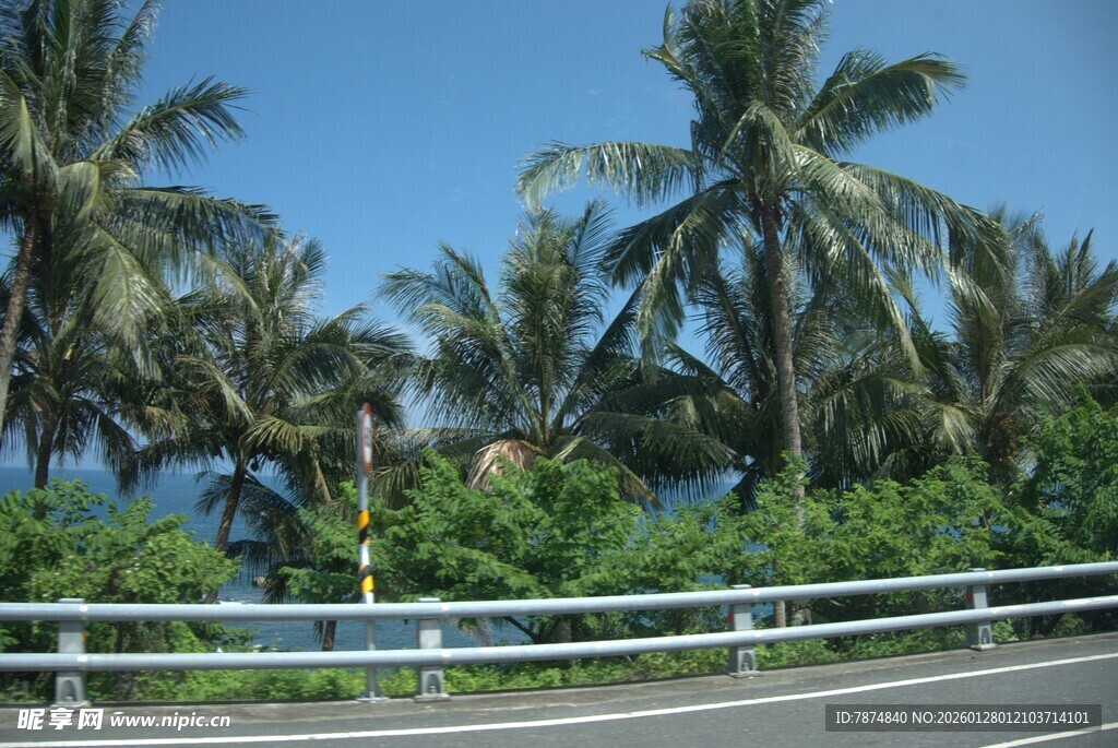 公路旁的椰林风光