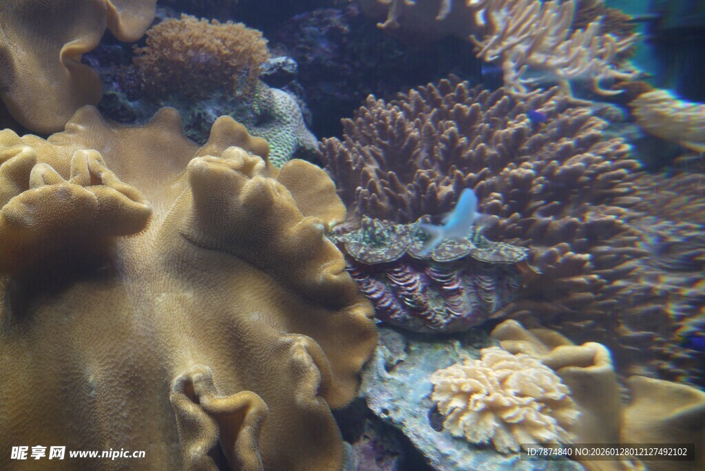 海底多彩珊瑚景观