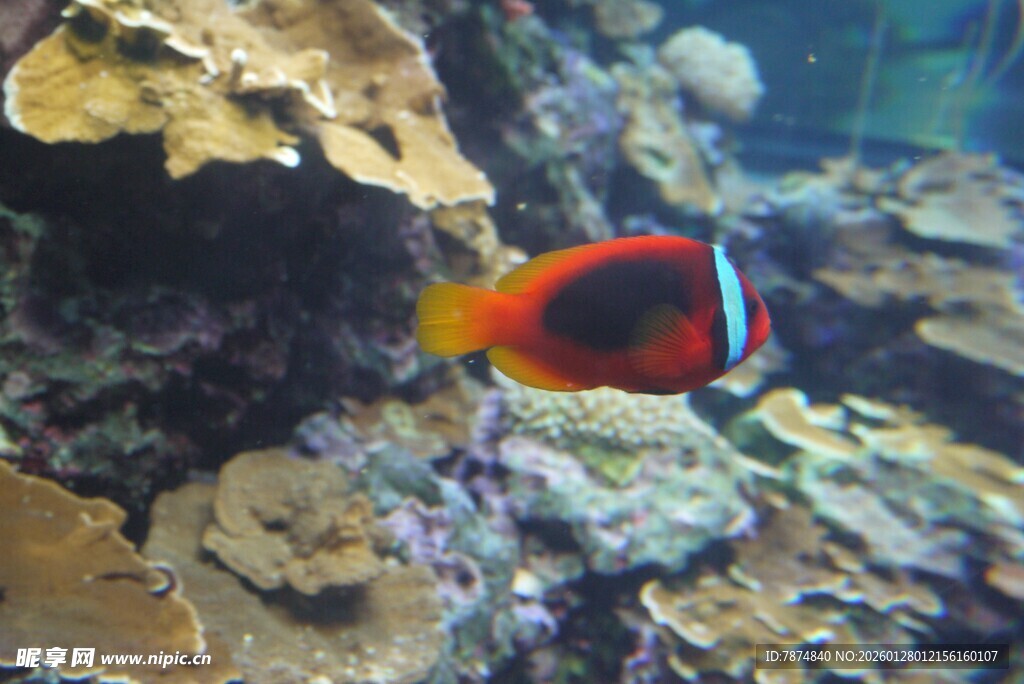 海底小丑鱼在珊瑚间游动