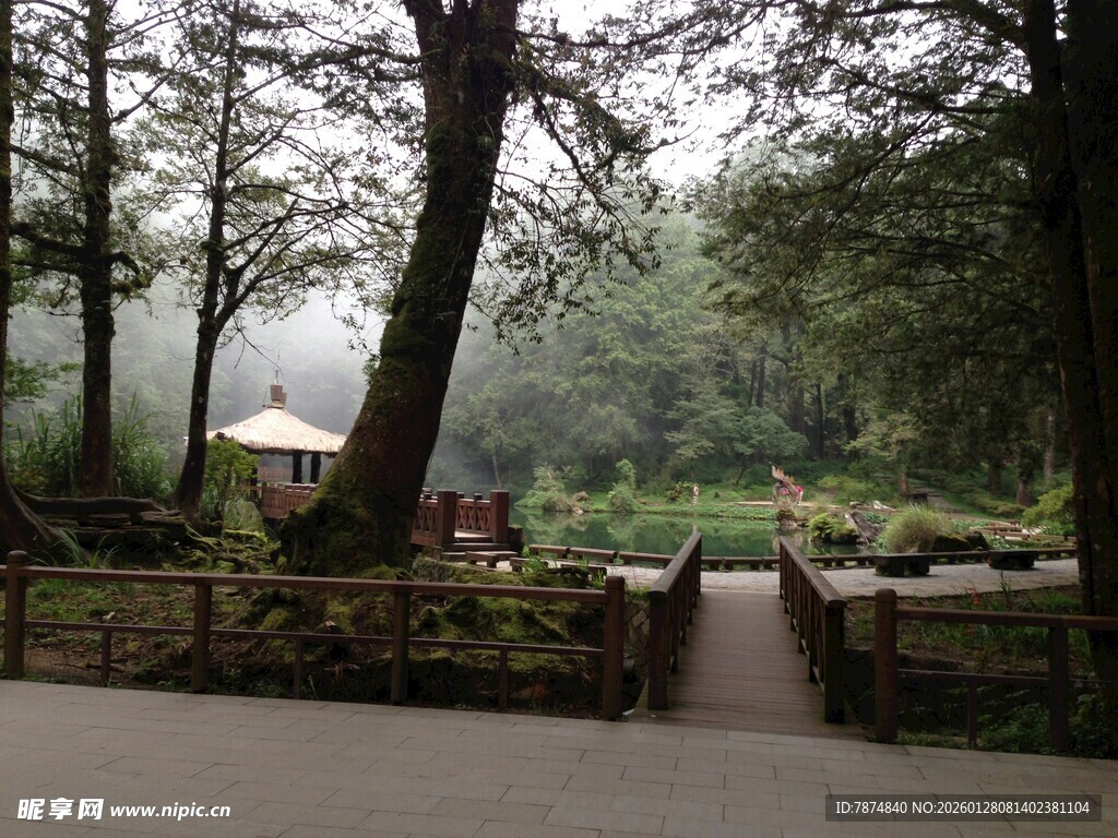 林间小道 静谧自然之景