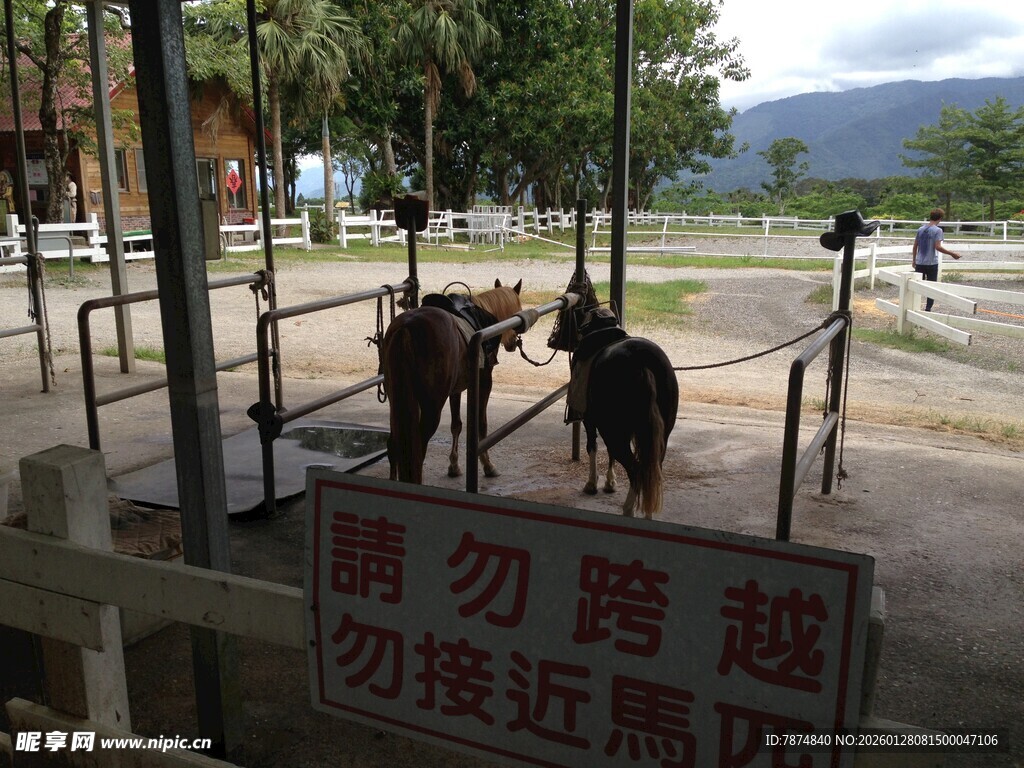 景区内的山羊