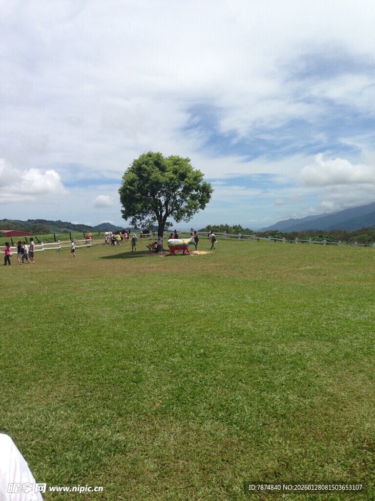 草原孤树风景