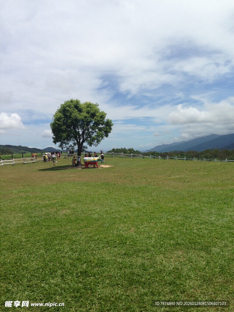 草原孤树风景图