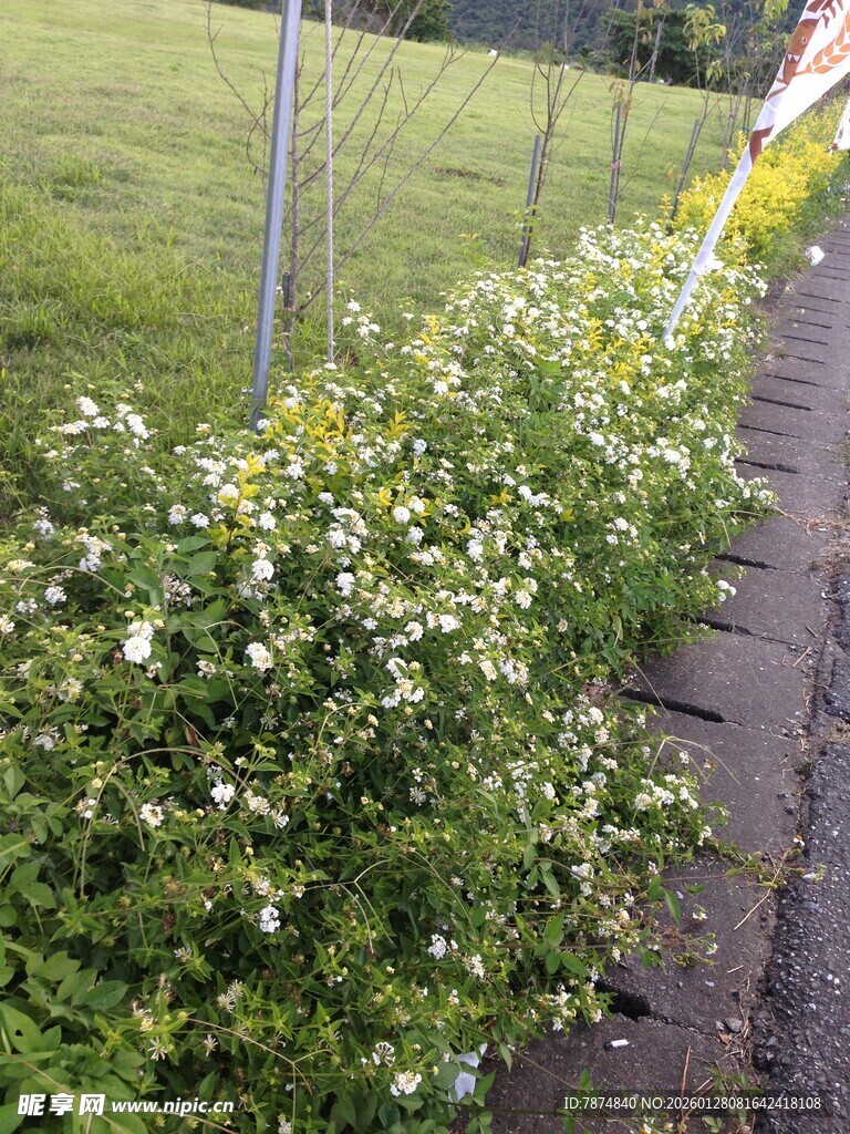 路边绽放的清新小白花
