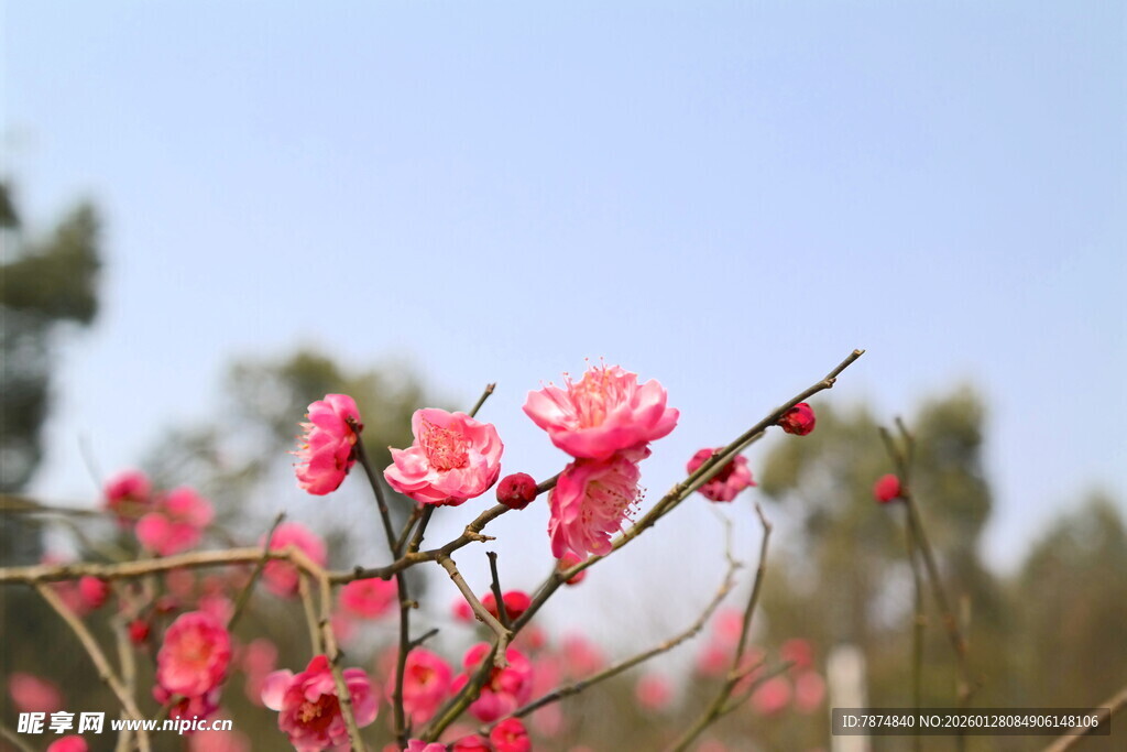 枝头绽放的娇艳红梅花