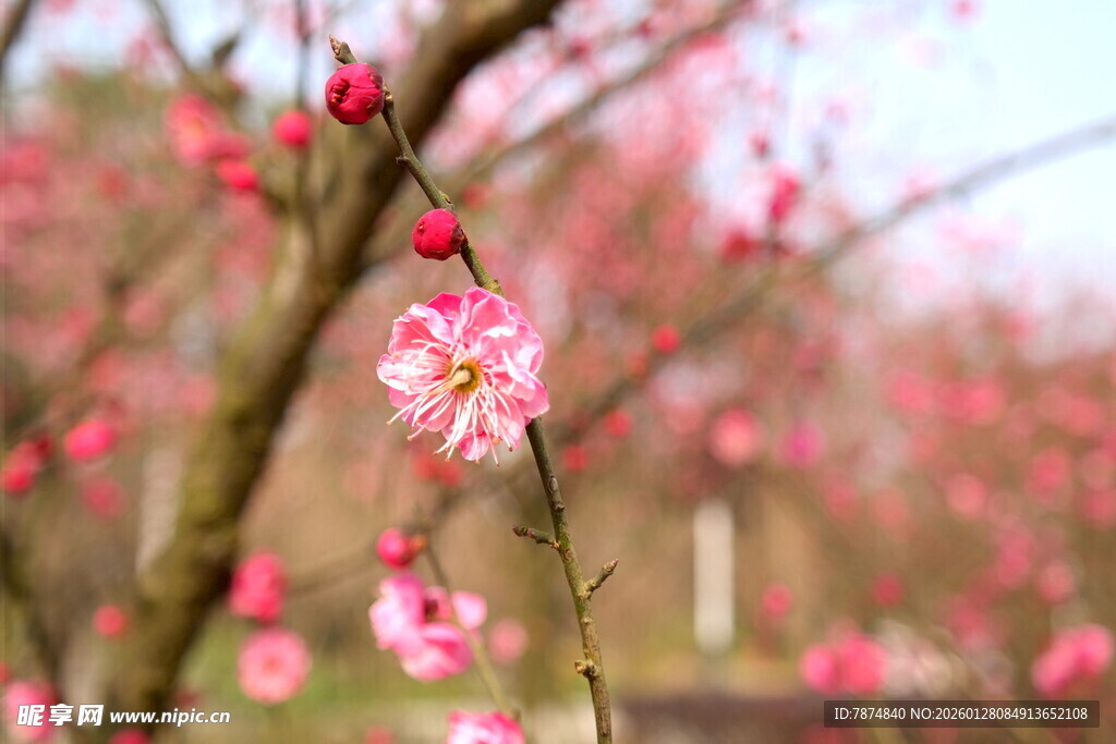春日绽放的娇艳粉色梅花