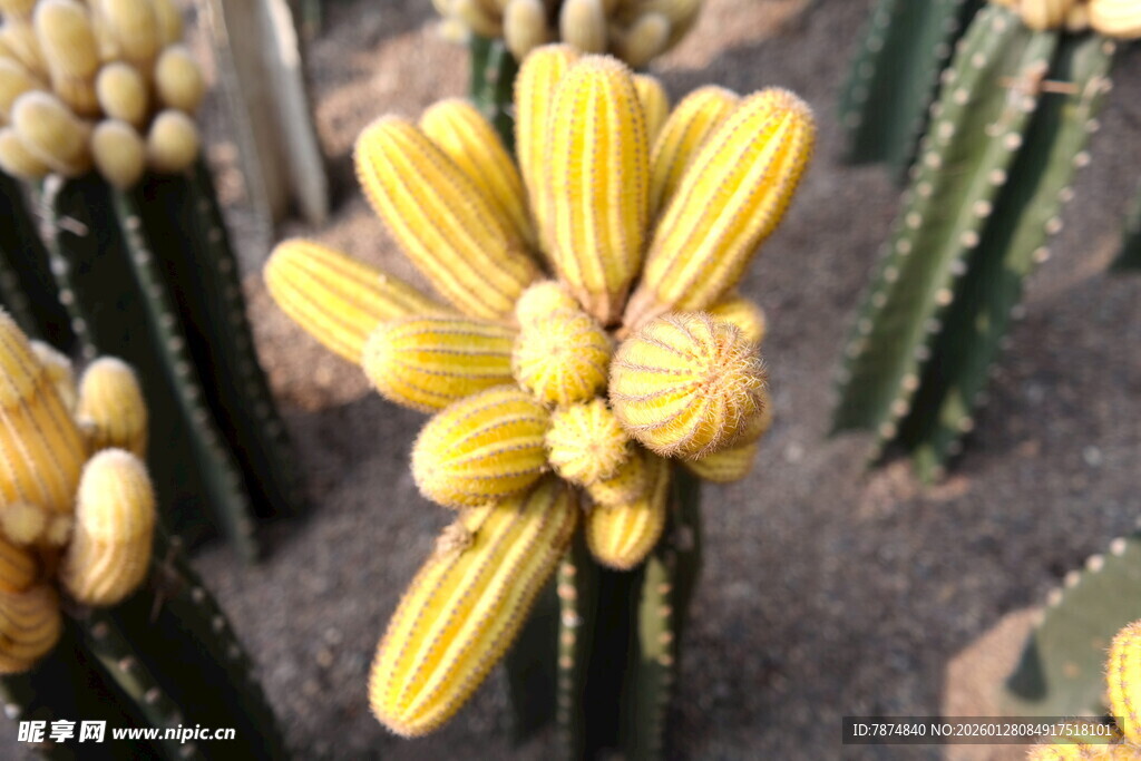 黄色仙人掌花朵特写