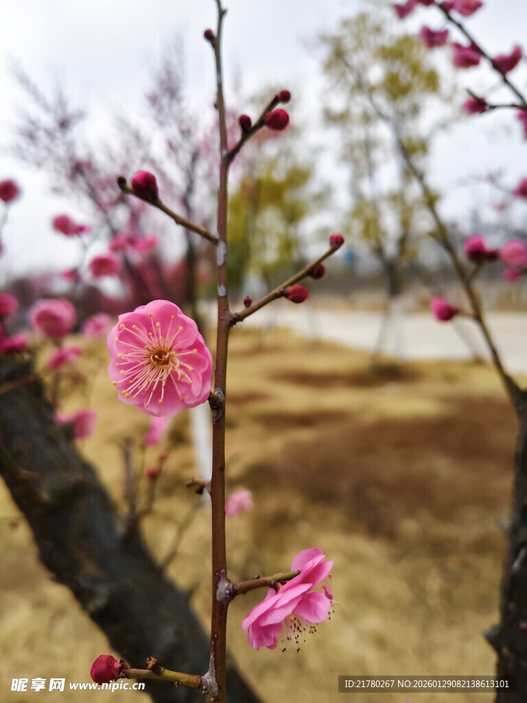 枝头梅花