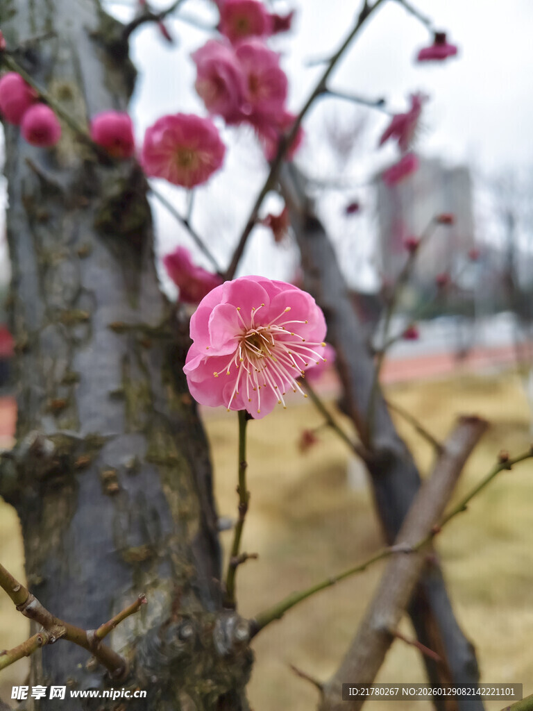 梅花枝