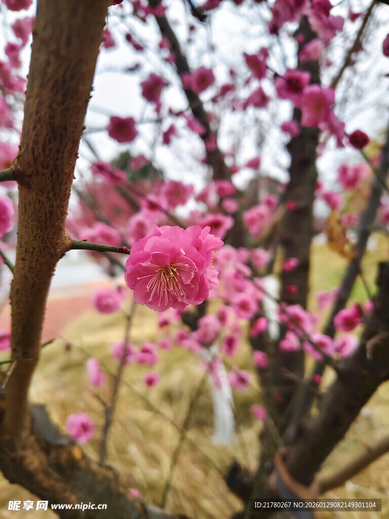 梅花枝头开