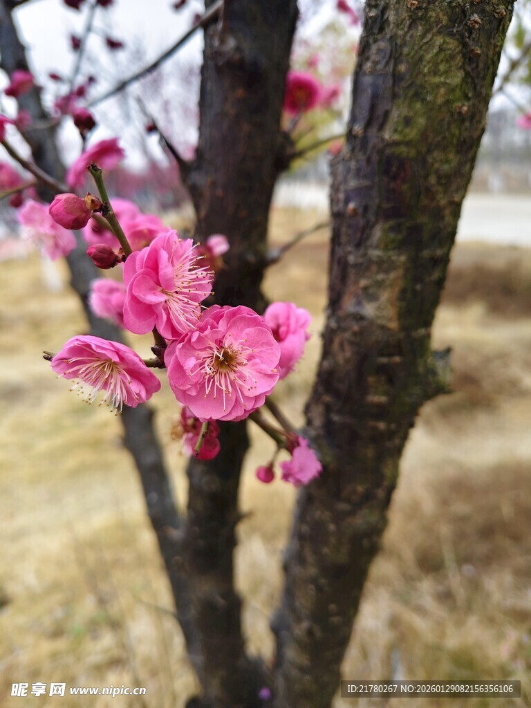 枝头梅花