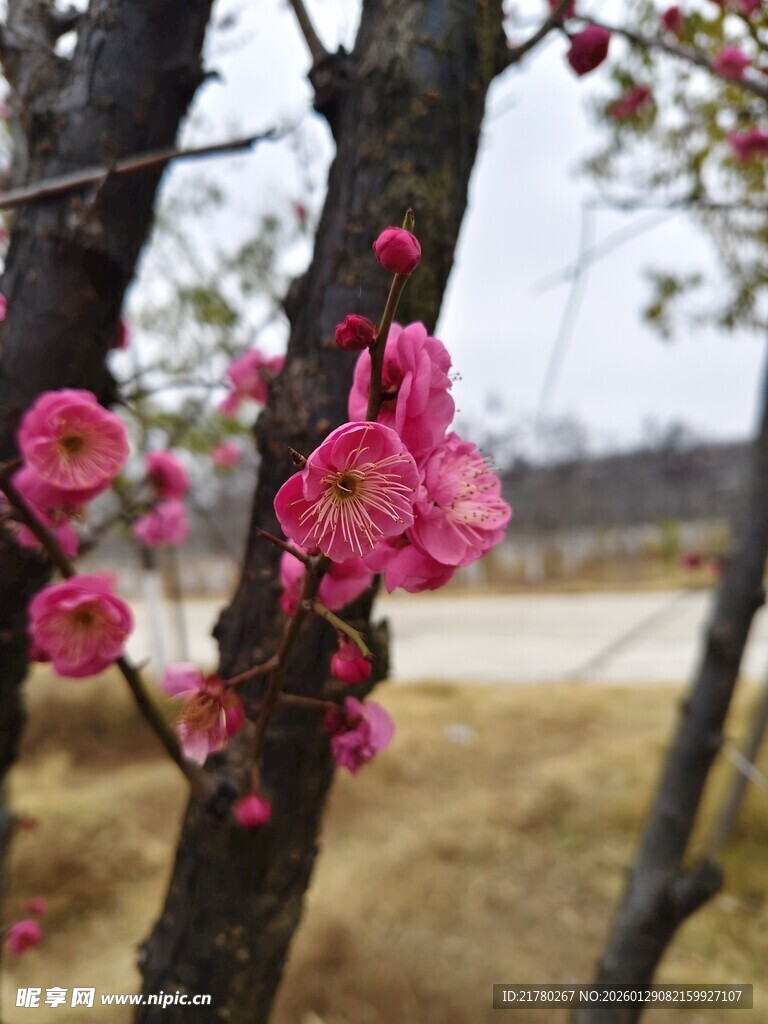 枝头粉色梅花