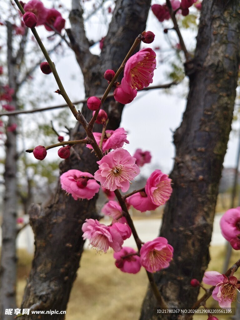 梅花
