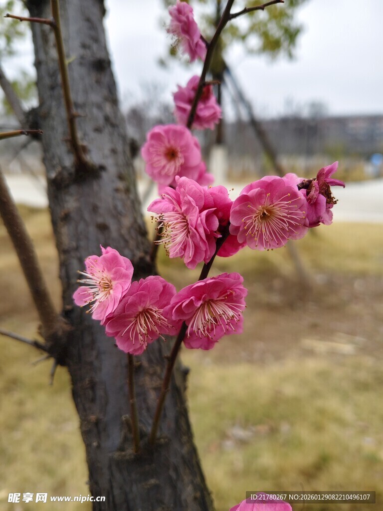 梅花