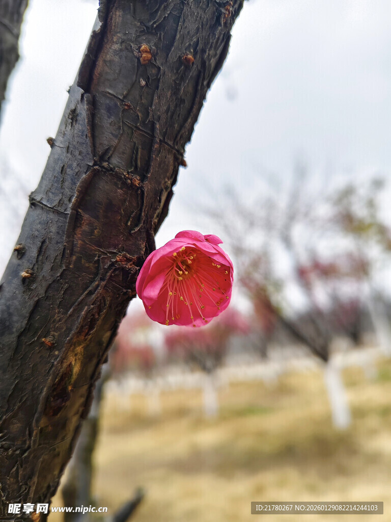 枝头红梅