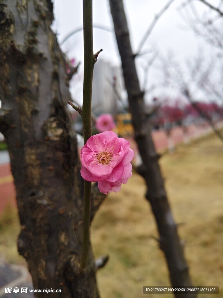 枝头梅花