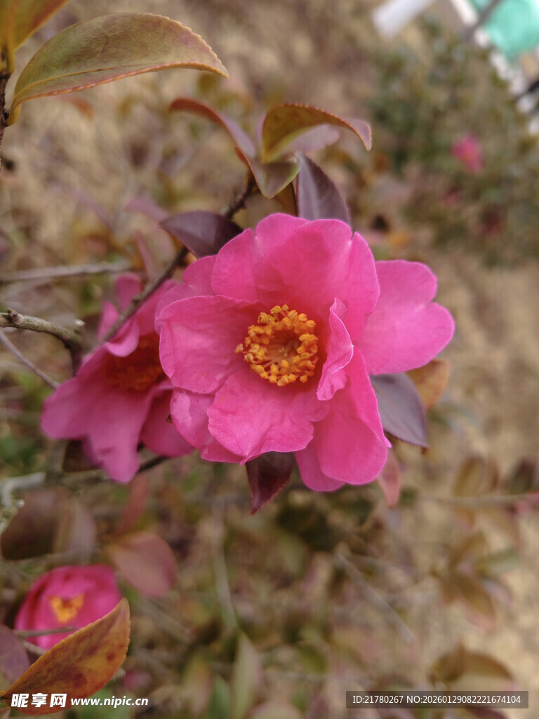 山茶花