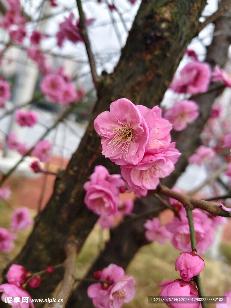 娇艳绽放的粉色梅花