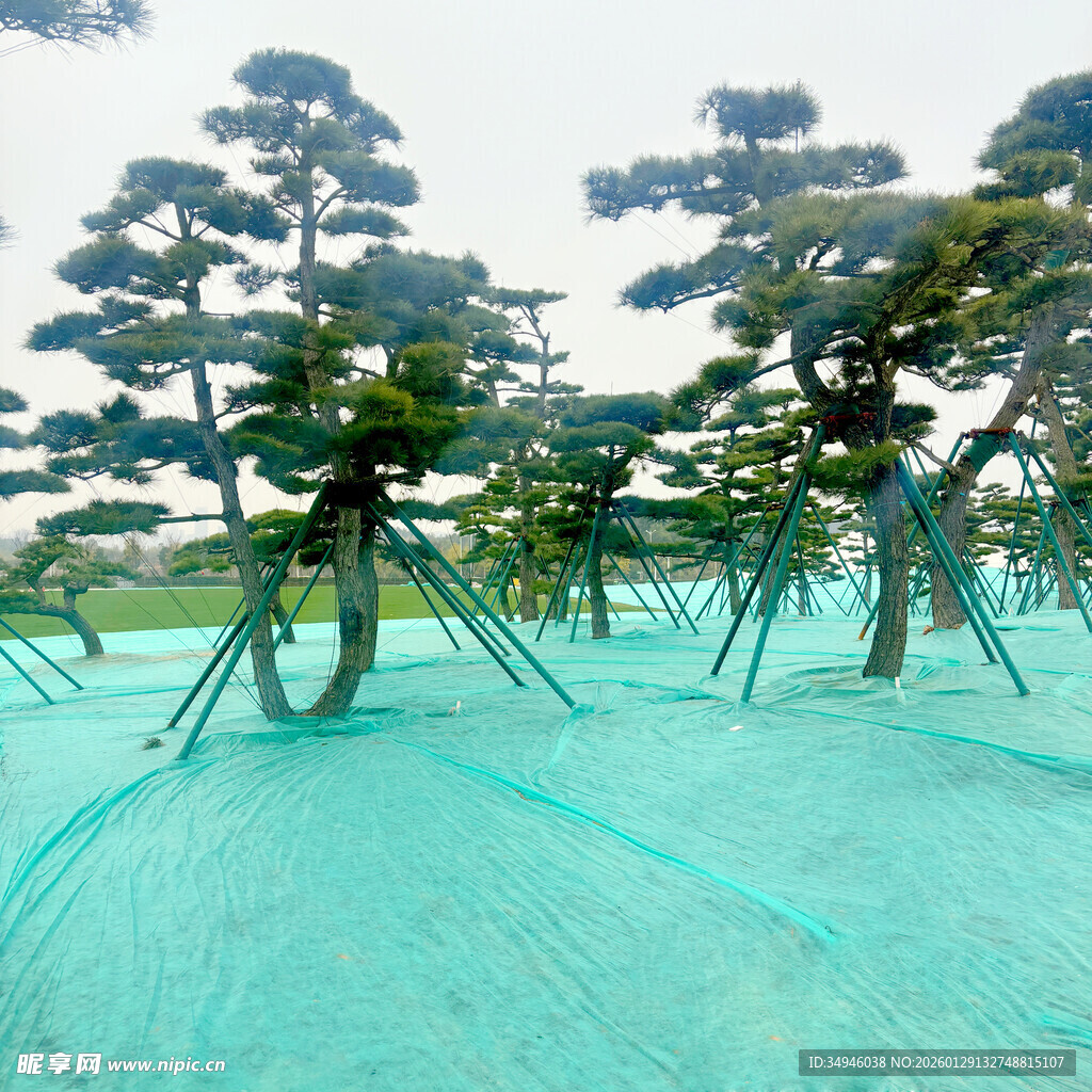 蓝绿色地面上的奇特树木景观