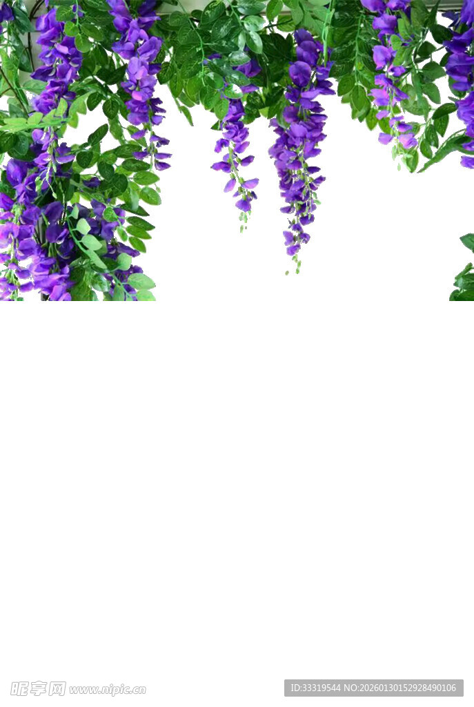 垂挂紫藤花 浪漫自然景