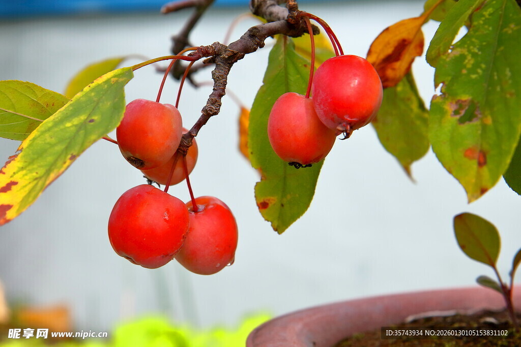 盆栽上的红果与绿叶