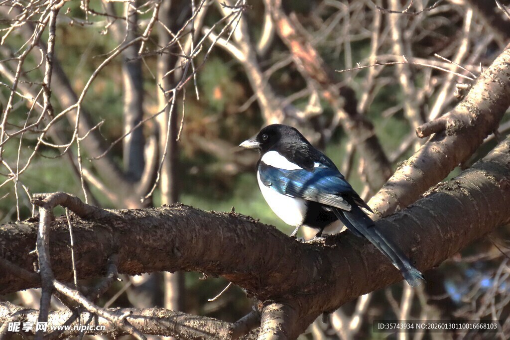 树枝上的美丽小鸟