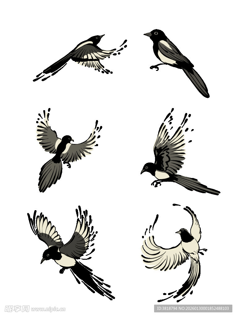 多种姿态的喜鹊插画