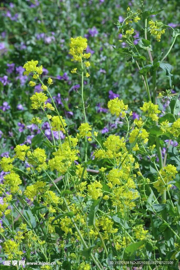 油菜花 