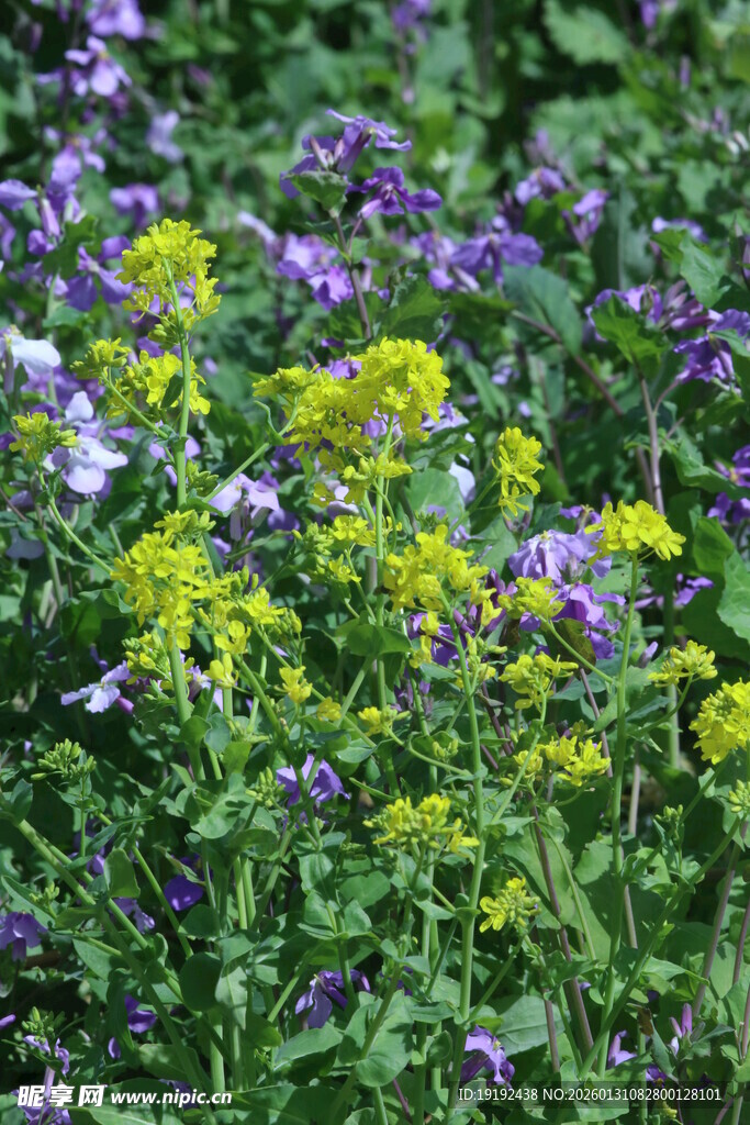 油菜花  