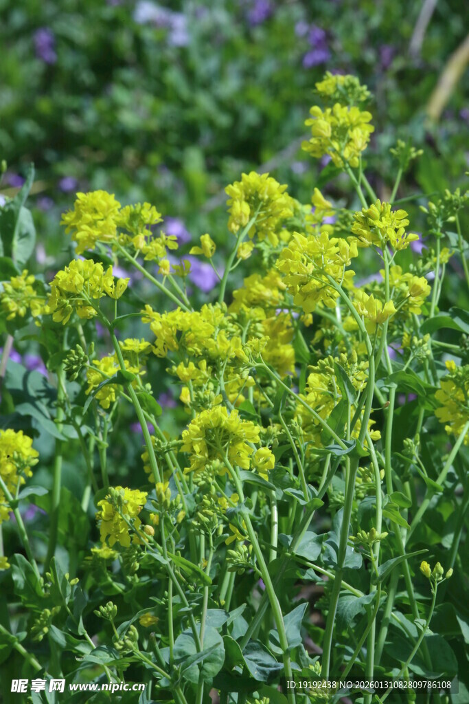 油菜花 
