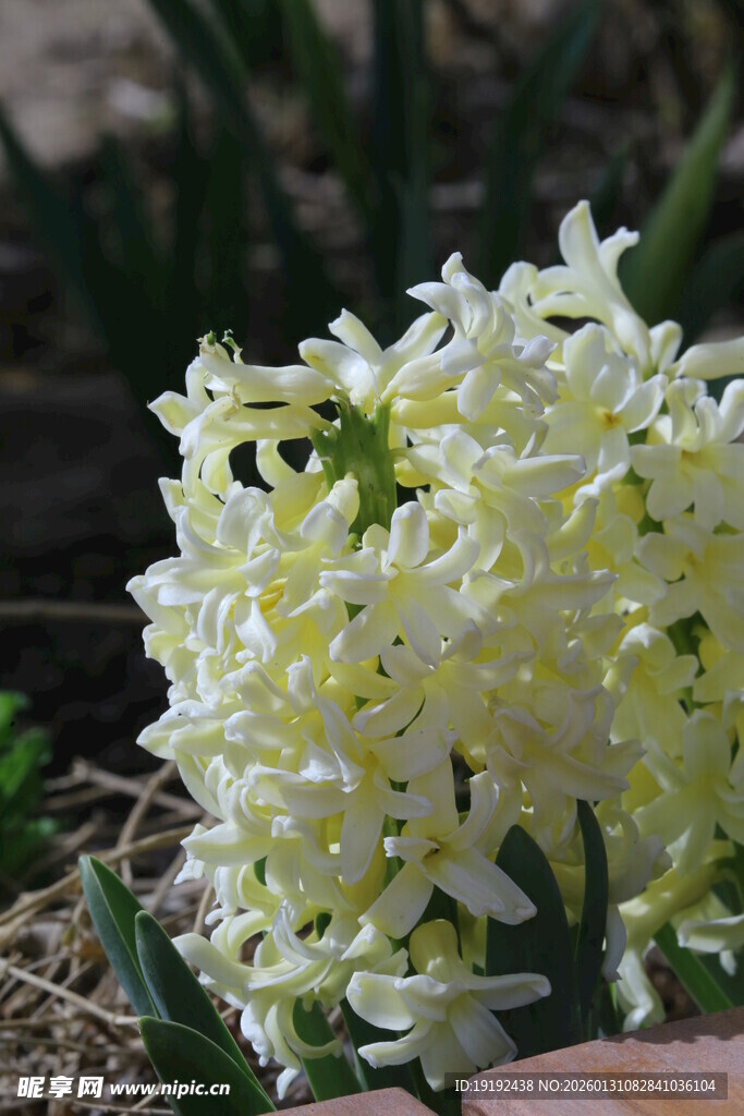 风信子   