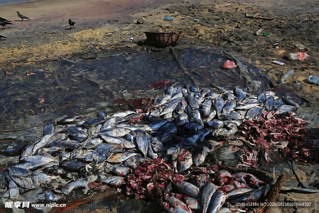 海滩死鱼