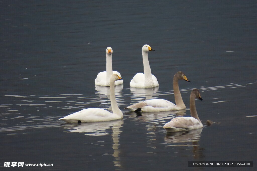 湖面上的优雅天鹅群