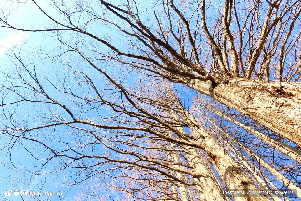 冬日枯树仰视图