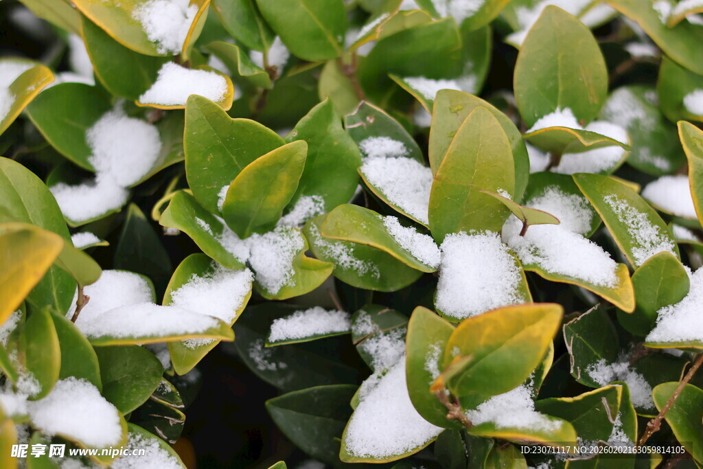 雪覆绿叶的清新景致