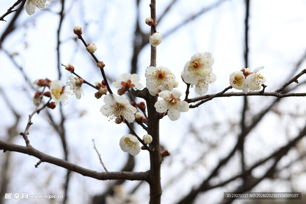 枝头绽放的清丽白梅花